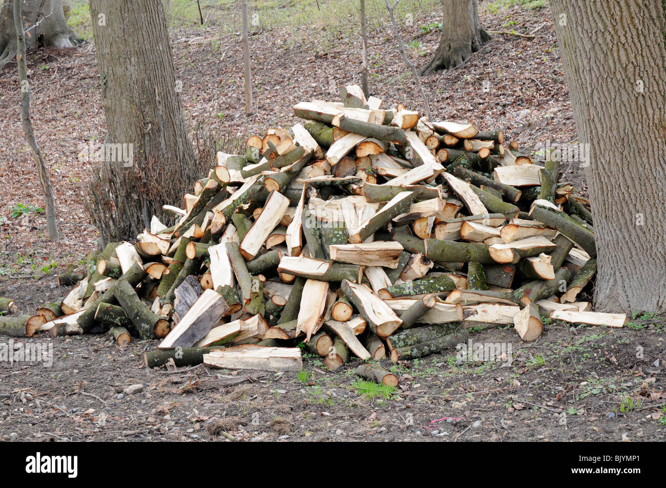 Pila di legno tagliato in una foresta francese. Foto Stock