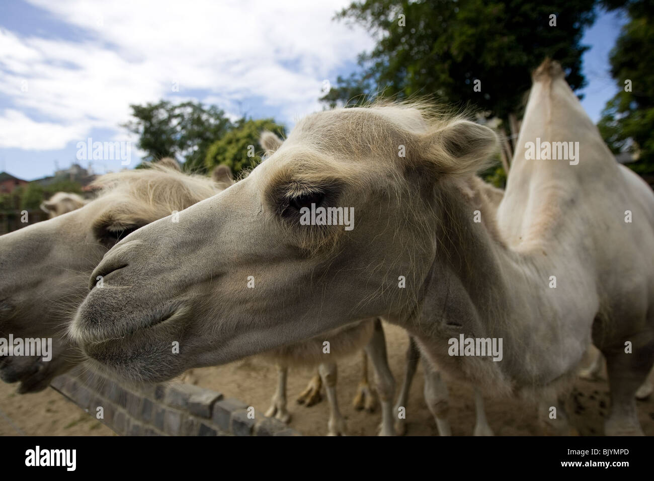 Indietro Humped cammelli, lo Zoo di Budapest, Ungheria Foto Stock