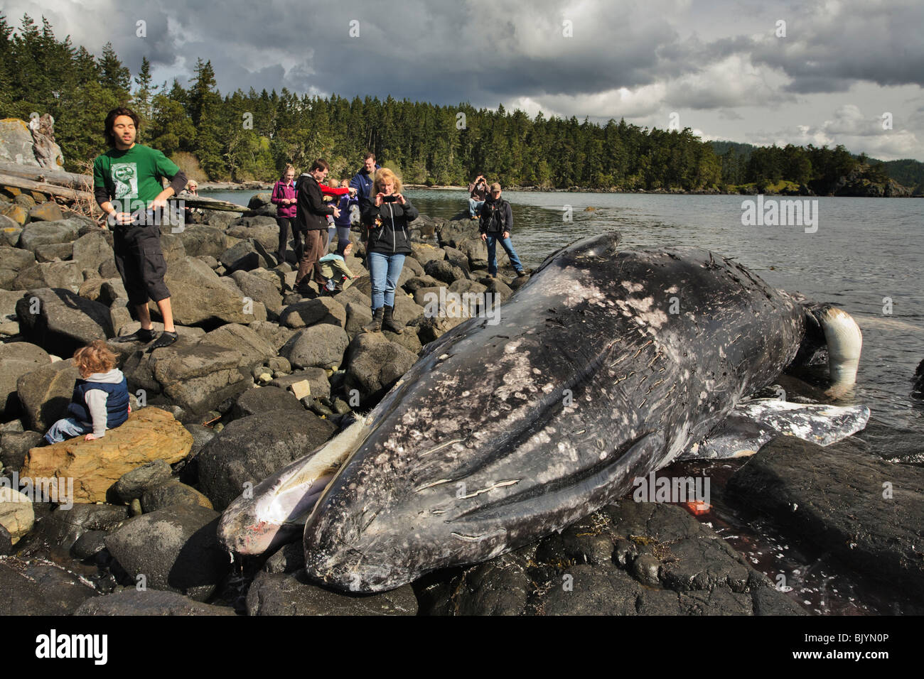 Visualizzazione curiosi morto giovane balena grigia sulla spiaggia-East Sooke Park, Metchosin, British Columbia, Canada. Foto Stock