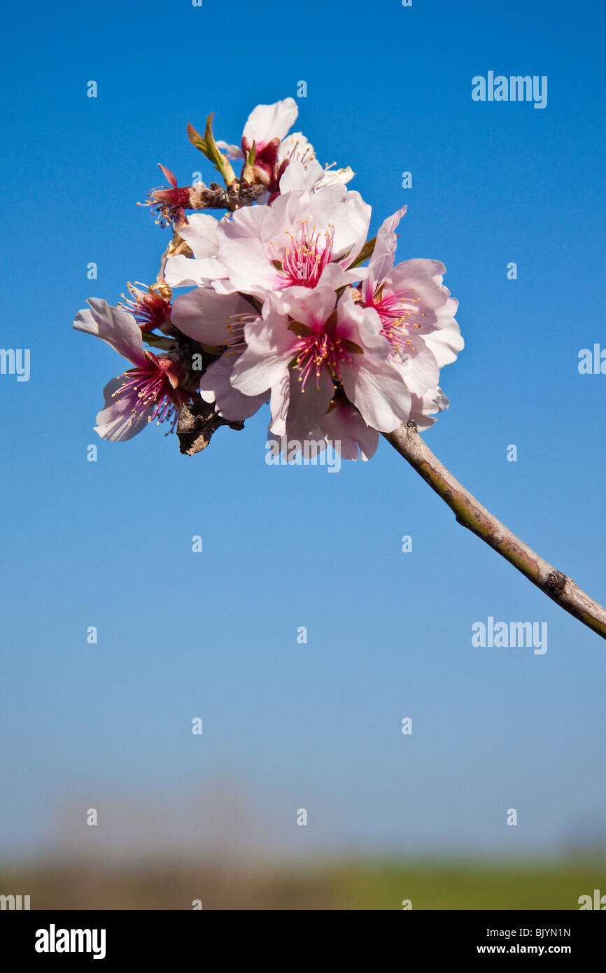Un fiore in primavera Foto Stock