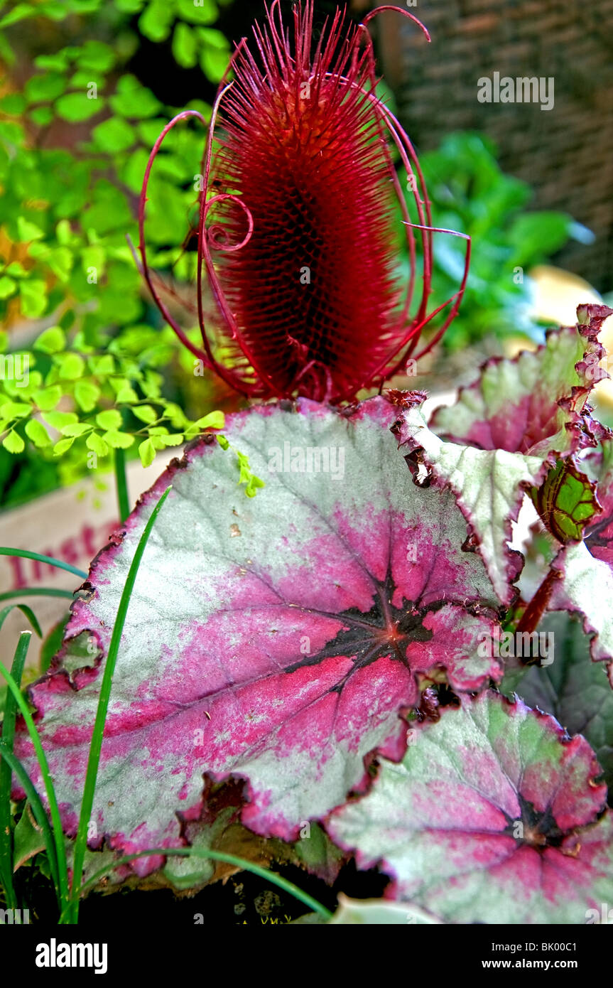 Questa foto è una pianta rara denominata Silver refilato Rex Begonia con  profondamente increspato refilato foglie e belle texture colorati Foto  stock - Alamy