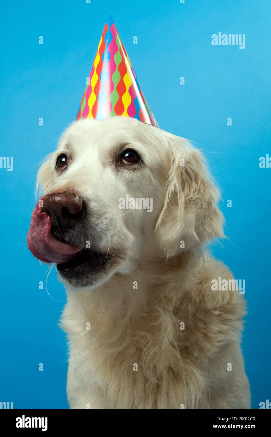 Cane di buon compleanno fotografia stock. Immagine di telaio - 88423144