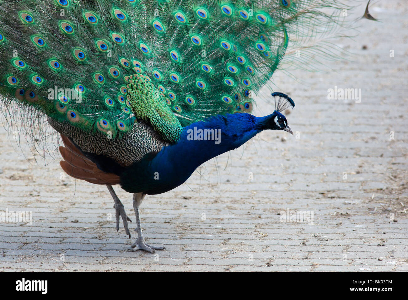 Peafowl indiano, Pavone, o uccello di Juno (Pavo cristatus) nel zoo di Mosca. Foto Stock