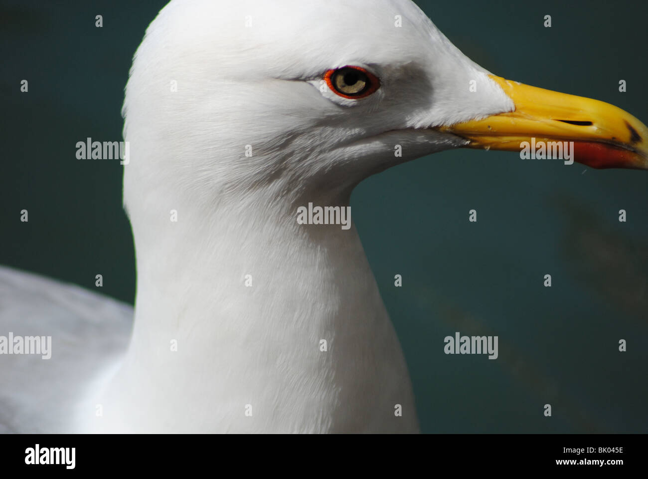 Aringa testa di gabbiano, Venezia Foto Stock