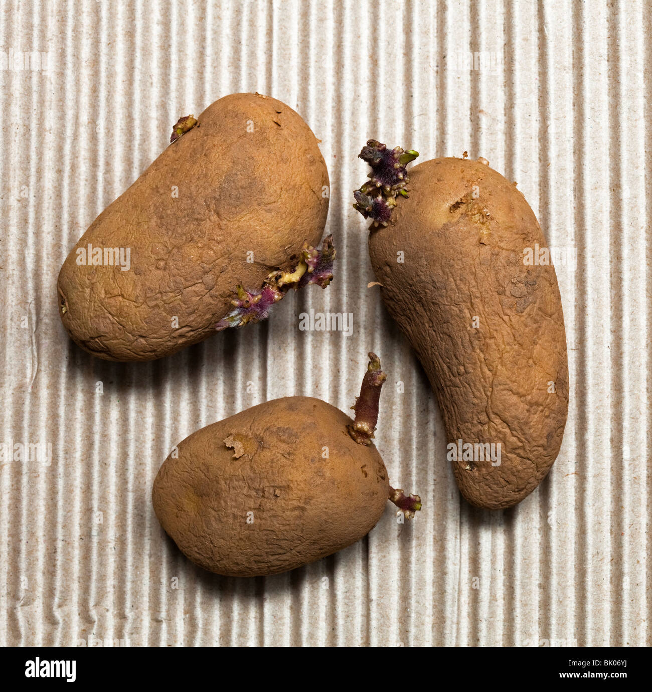 Tre chitting tuberi seme di patate con tubours, Charlotte varietà, secondo inizio Foto Stock