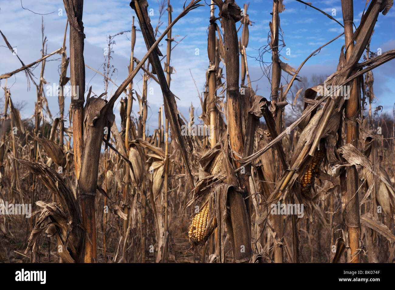 Un essiccato spighe di grano a sinistra su una canna nel trascorso un campo di mais. Foto Stock