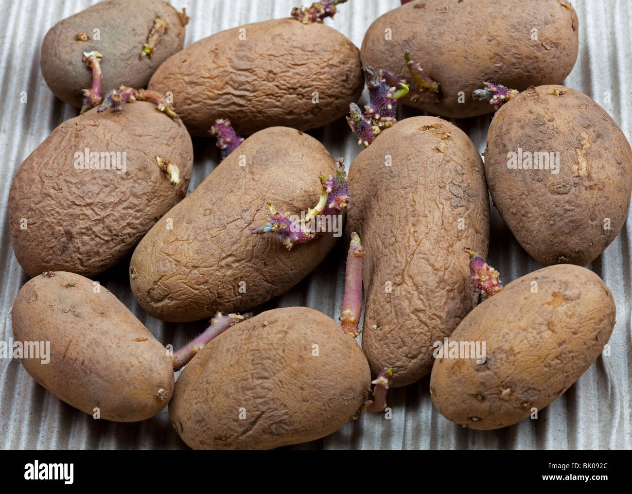 Dieci chitting tuberi seme di patate con tubours, Charlotte varietà, secondo inizio Foto Stock