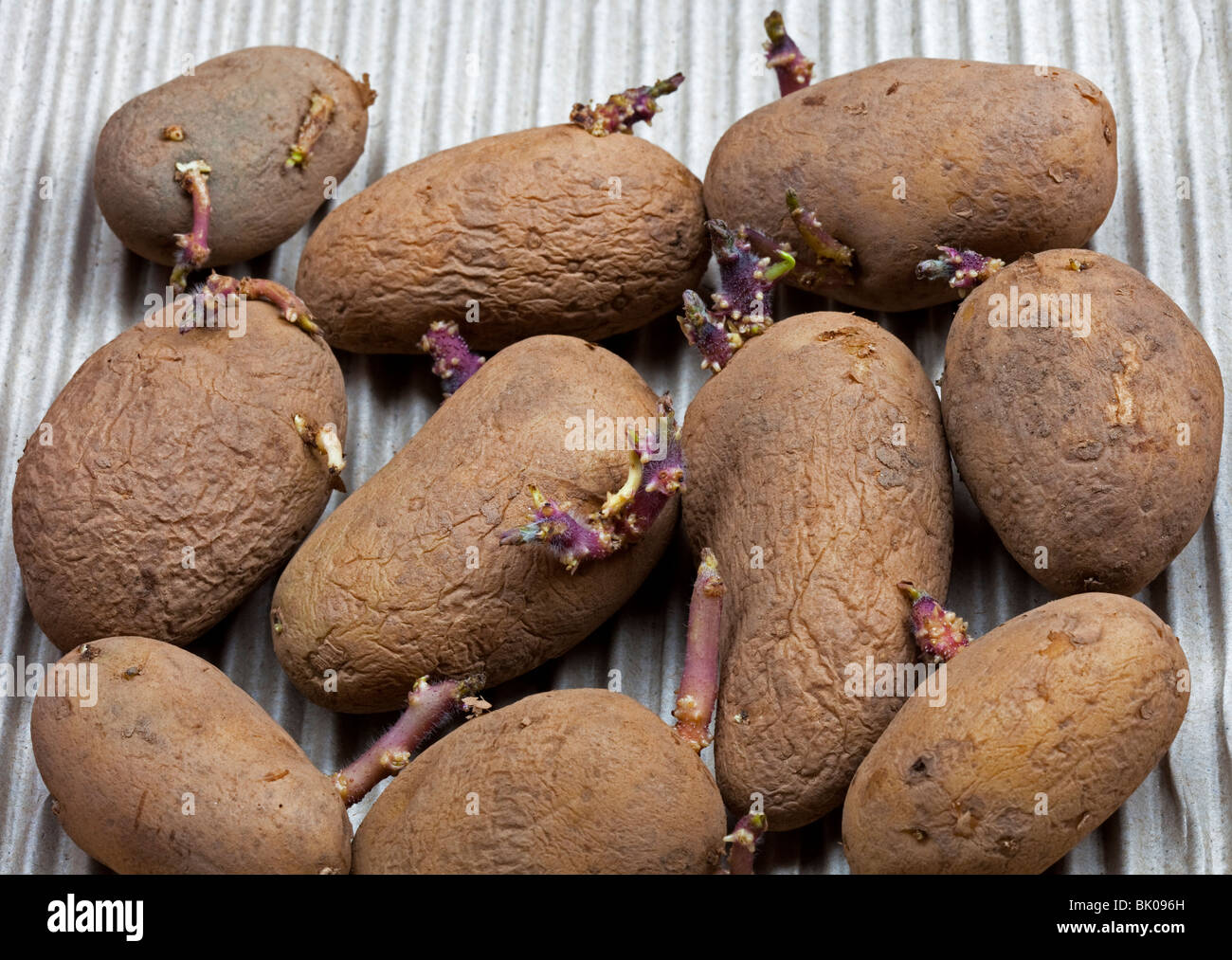 Dieci chitting tuberi seme di patate con tubours, Charlotte varietà, secondo inizio Foto Stock