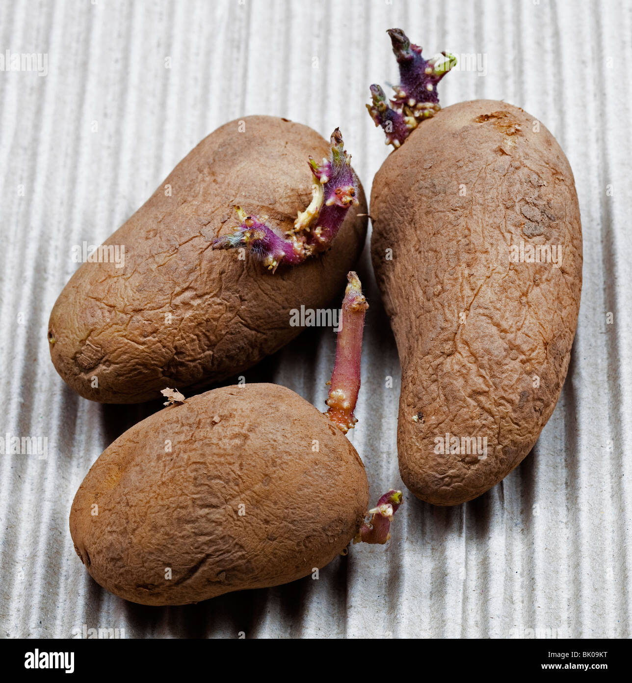Tre chitting tuberi seme di patate con tuberi, Charlotte varietà, secondo inizio Foto Stock