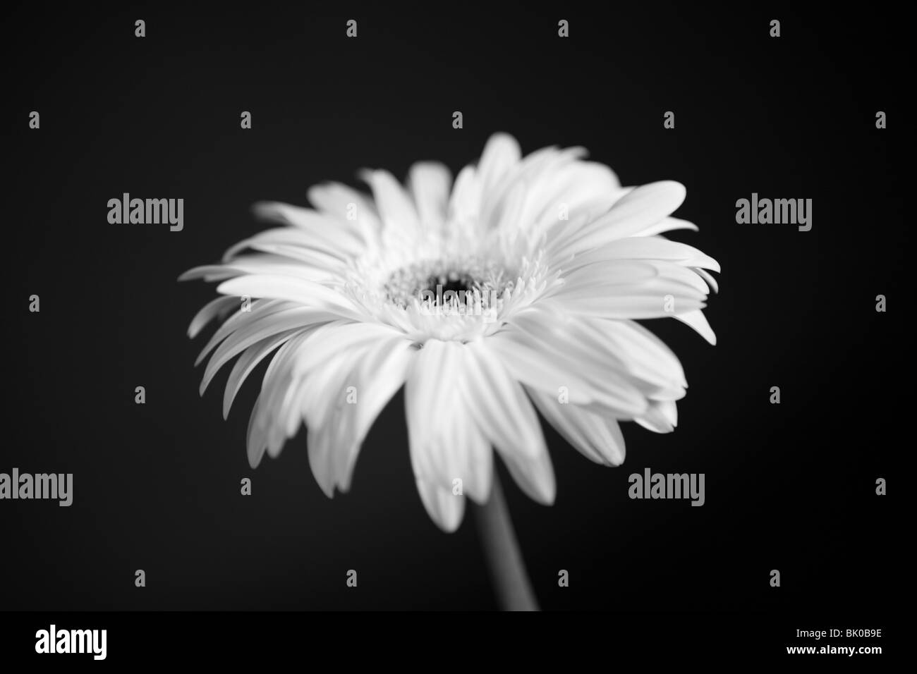 Foto in bianco e nero di bianco fiore di gerbera contro uno sfondo nero. Foto Stock