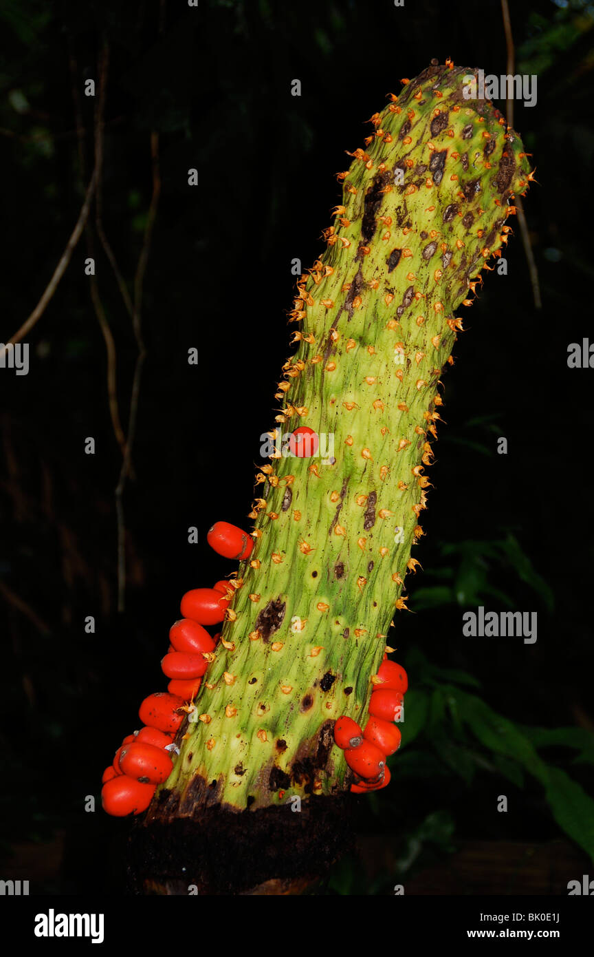 La pianta maleodoranti, il Titan Arum, presi in Tropical Biome all'Eden Project in Cornovaglia, durante la sua frutta/fase di sementi. Foto Stock