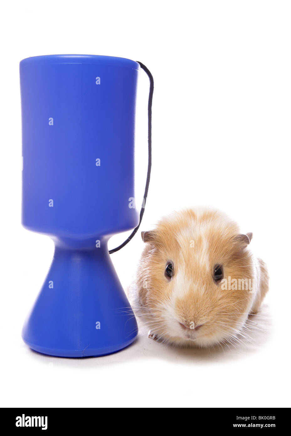 Domestico Cavia cavia porcellus singolo adulto appoggiato accanto alla carità cassetta di raccolta Studio, REGNO UNITO Foto Stock