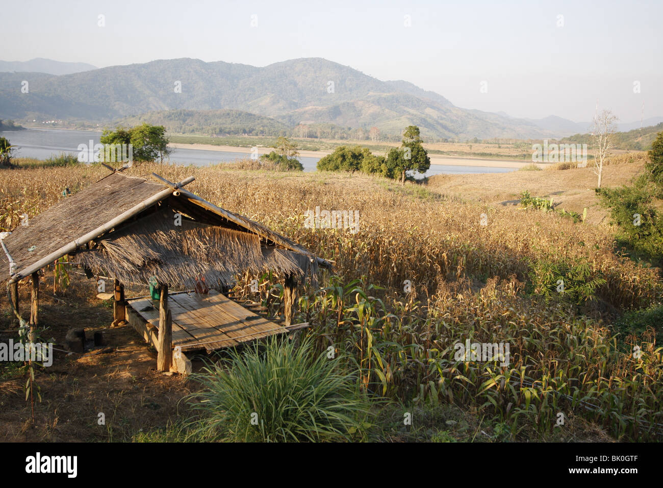 Campi di mais dal fiume Mekong nel Triangolo d'oro vicino a Chiang Saen, Thailandia del Nord Foto Stock