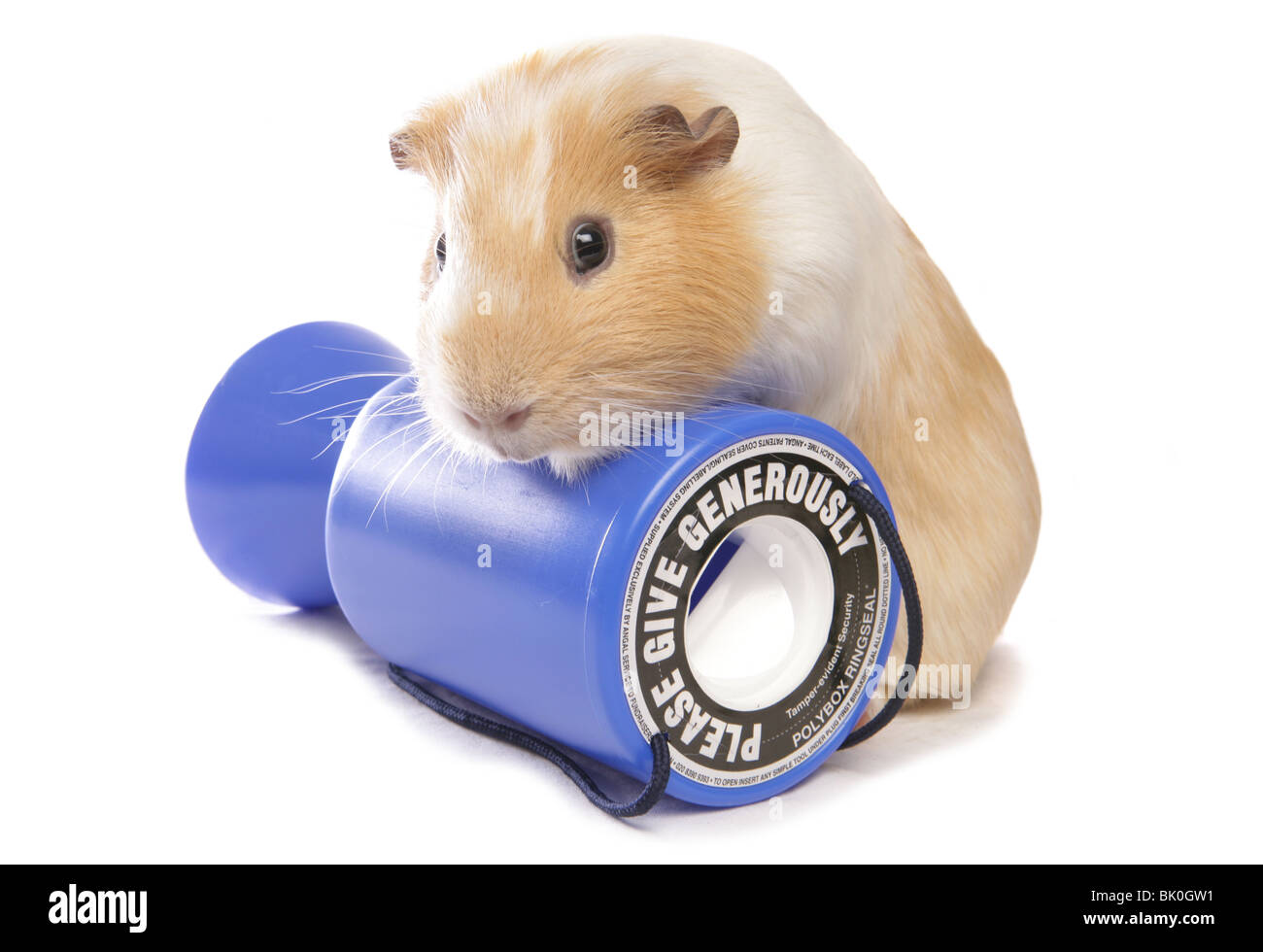 Domestico Cavia cavia porcellus singolo adulto in appoggio sulla carità cassetta di raccolta Studio, REGNO UNITO Foto Stock