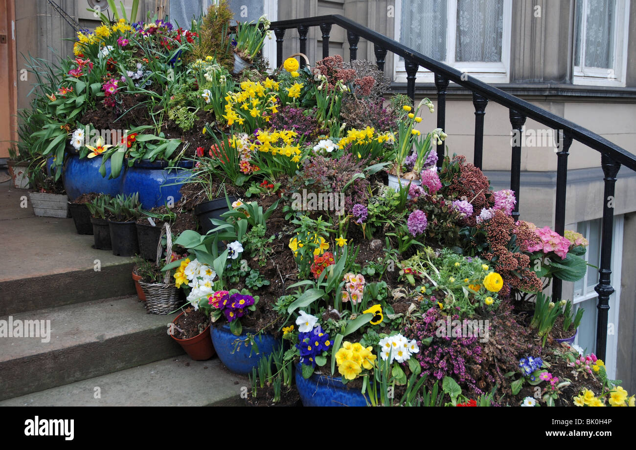 Un assortimento di fiori di primavera su una porta nella zona nuova di Edinburgo. Foto Stock