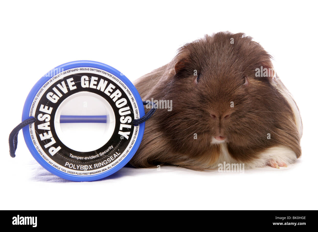 Domestico Cavia cavia porcellus singolo adulto appoggiato accanto alla carità cassetta di raccolta Studio, REGNO UNITO Foto Stock