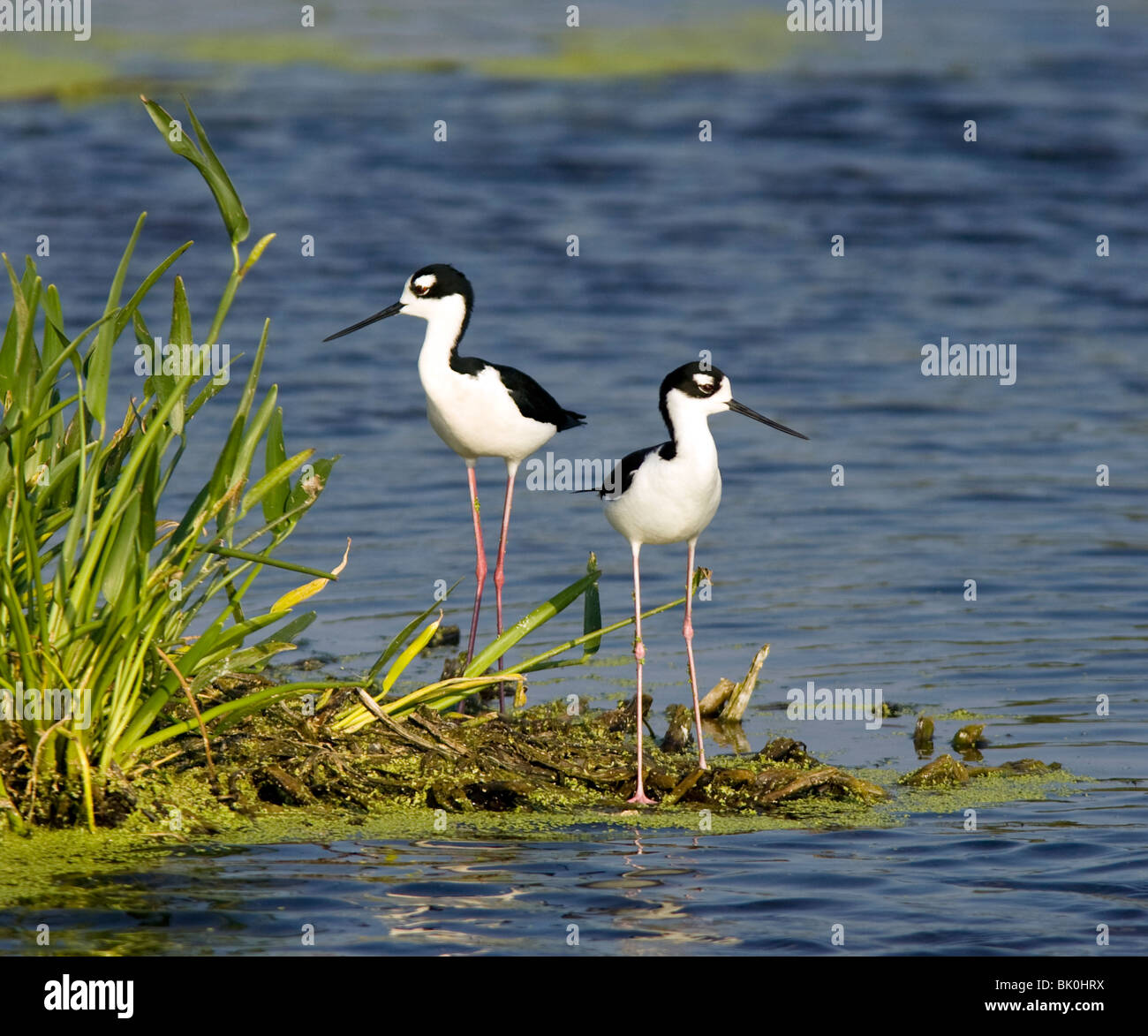 Nero a collo di palafitte - Verde Cay zone umide - Delray Beach, Florida USA Foto Stock