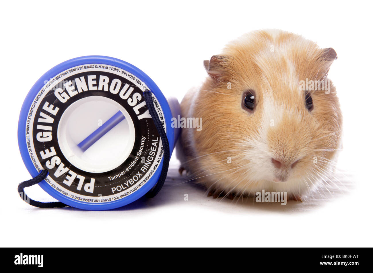 Domestico Cavia cavia porcellus singolo adulto appoggiato accanto alla carità cassetta di raccolta Studio, REGNO UNITO Foto Stock