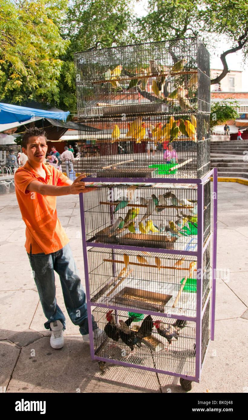 Guadalajara, Messico, Mercado Libertad Mercato, fornitore con gabbia piena  di colorati cocorite e Galli in vendita Foto stock - Alamy
