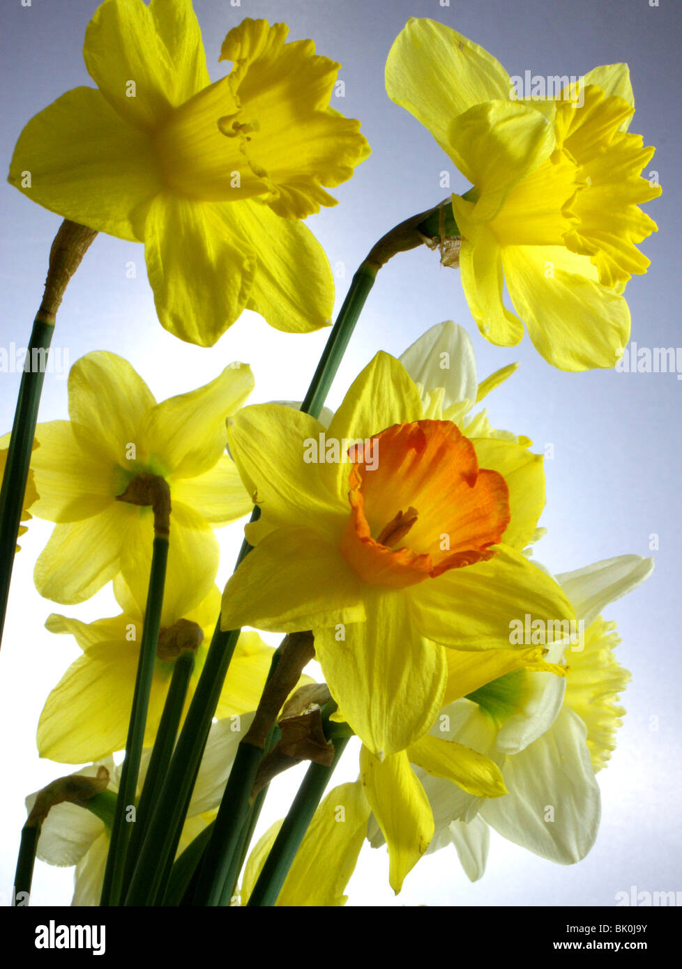 La molla narcisi che sono state retroilluminato Foto Stock