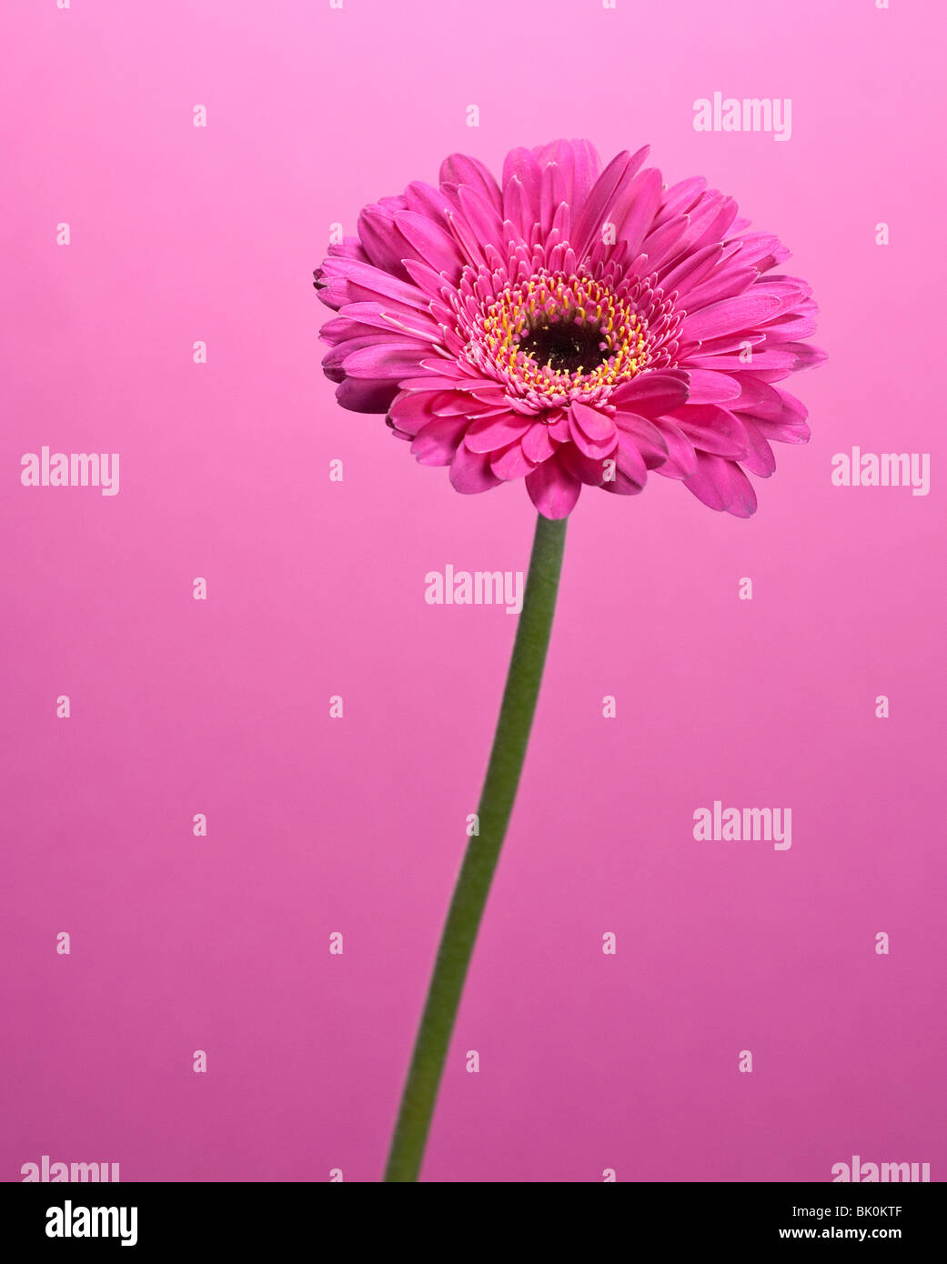La semplicità di un comune pink gerbera (stessa famiglia come girasoli) su un sfondo rosa Foto Stock