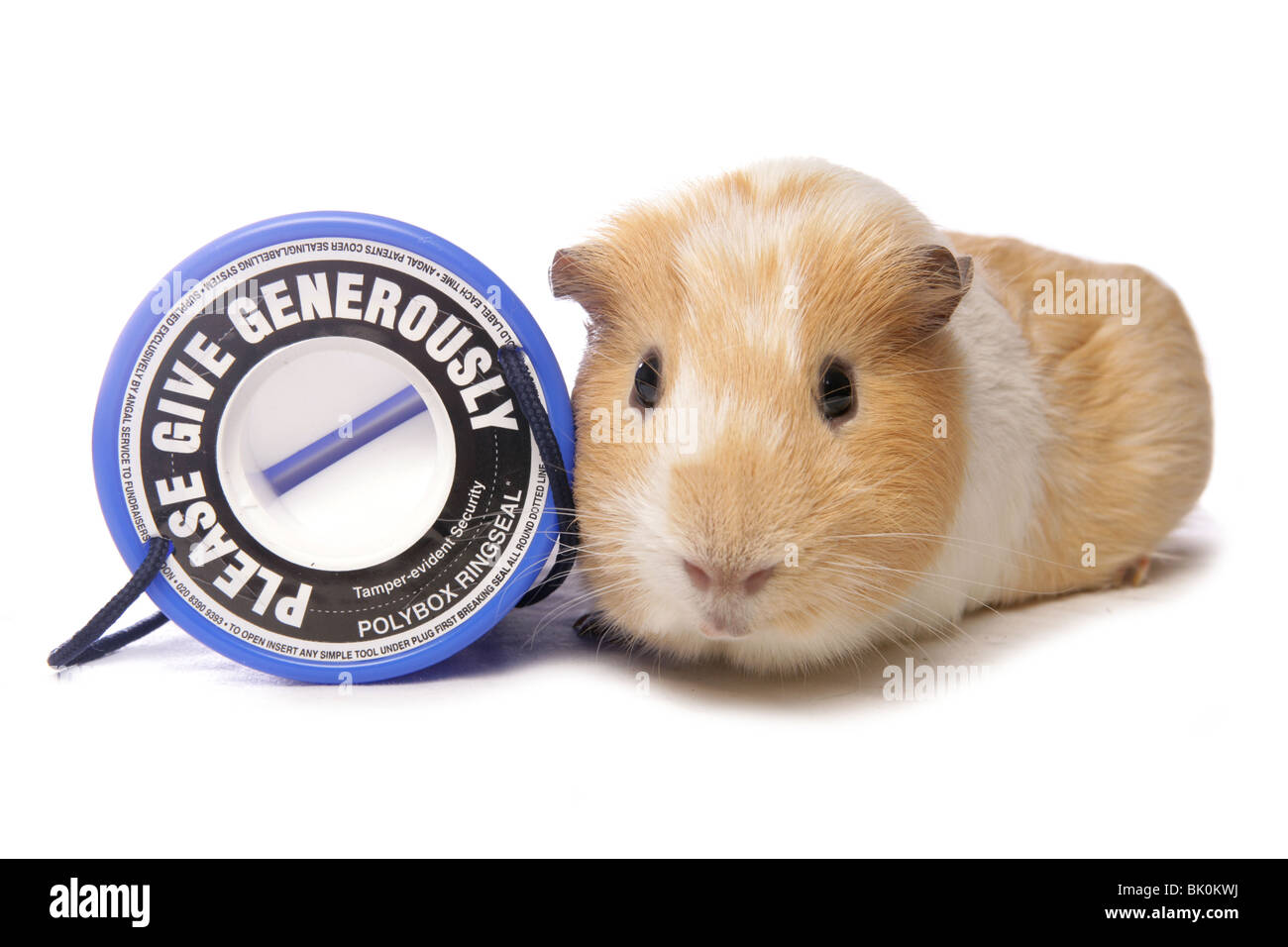 Domestico Cavia cavia porcellus singolo adulto appoggiato accanto alla carità cassetta di raccolta Studio, REGNO UNITO Foto Stock