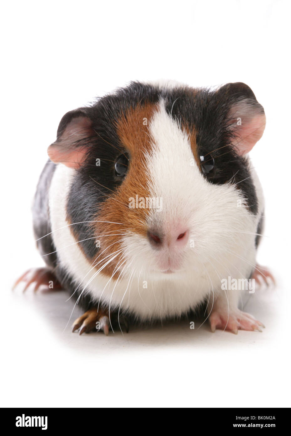 Domestico Cavia cavia porcellus ritratto del singolo adulto Studio, REGNO UNITO Foto Stock