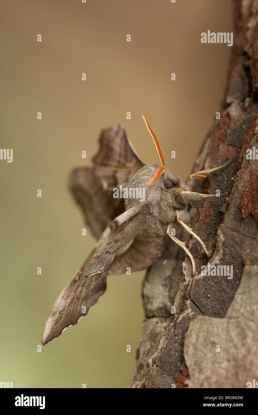 Il PIOPPO Hawk-moth (Laothoe populi) Foto Stock