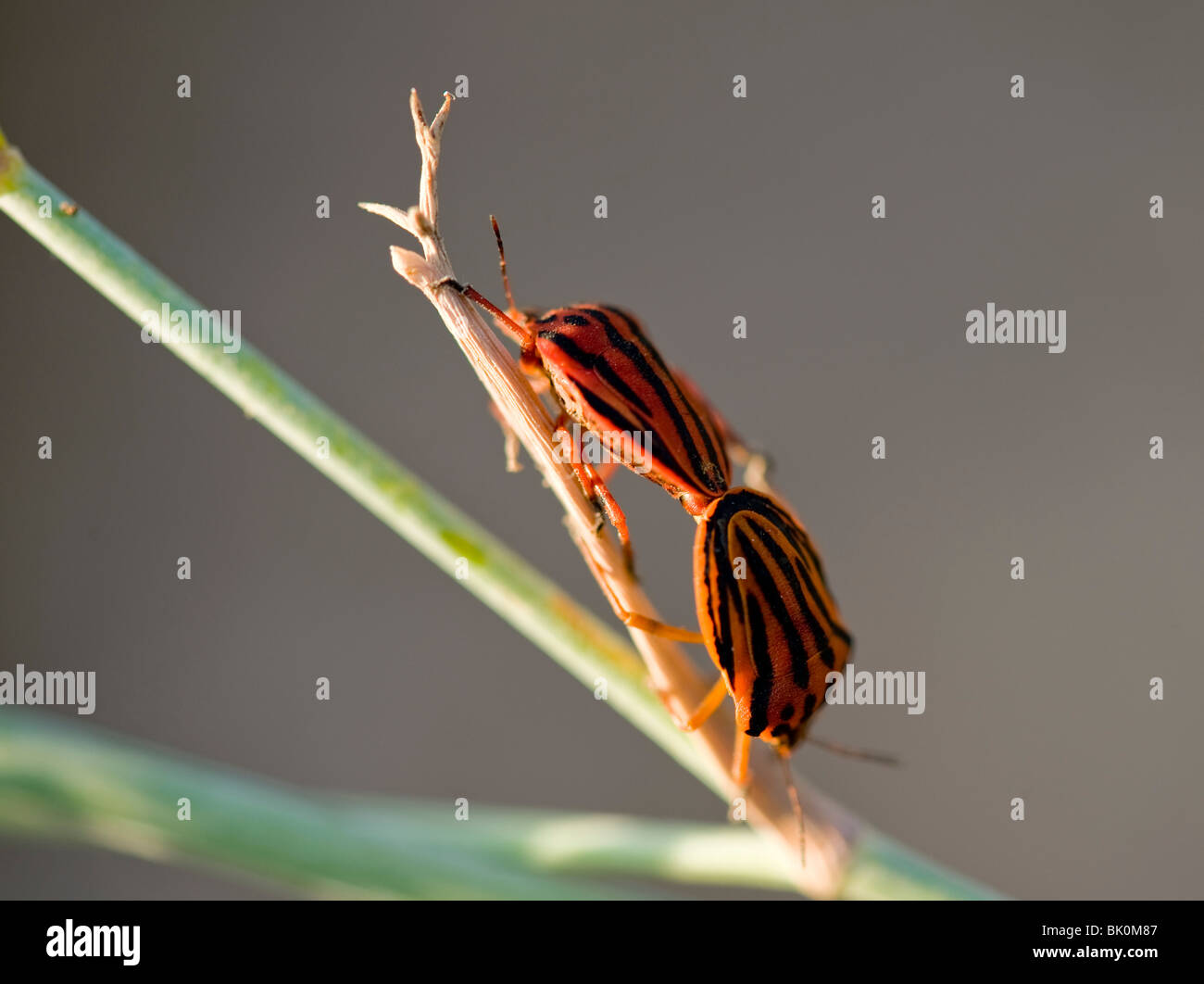 Bug di protezione (Graphosoma semipunctatum) coniugata, Cataluna, Spagna Foto Stock