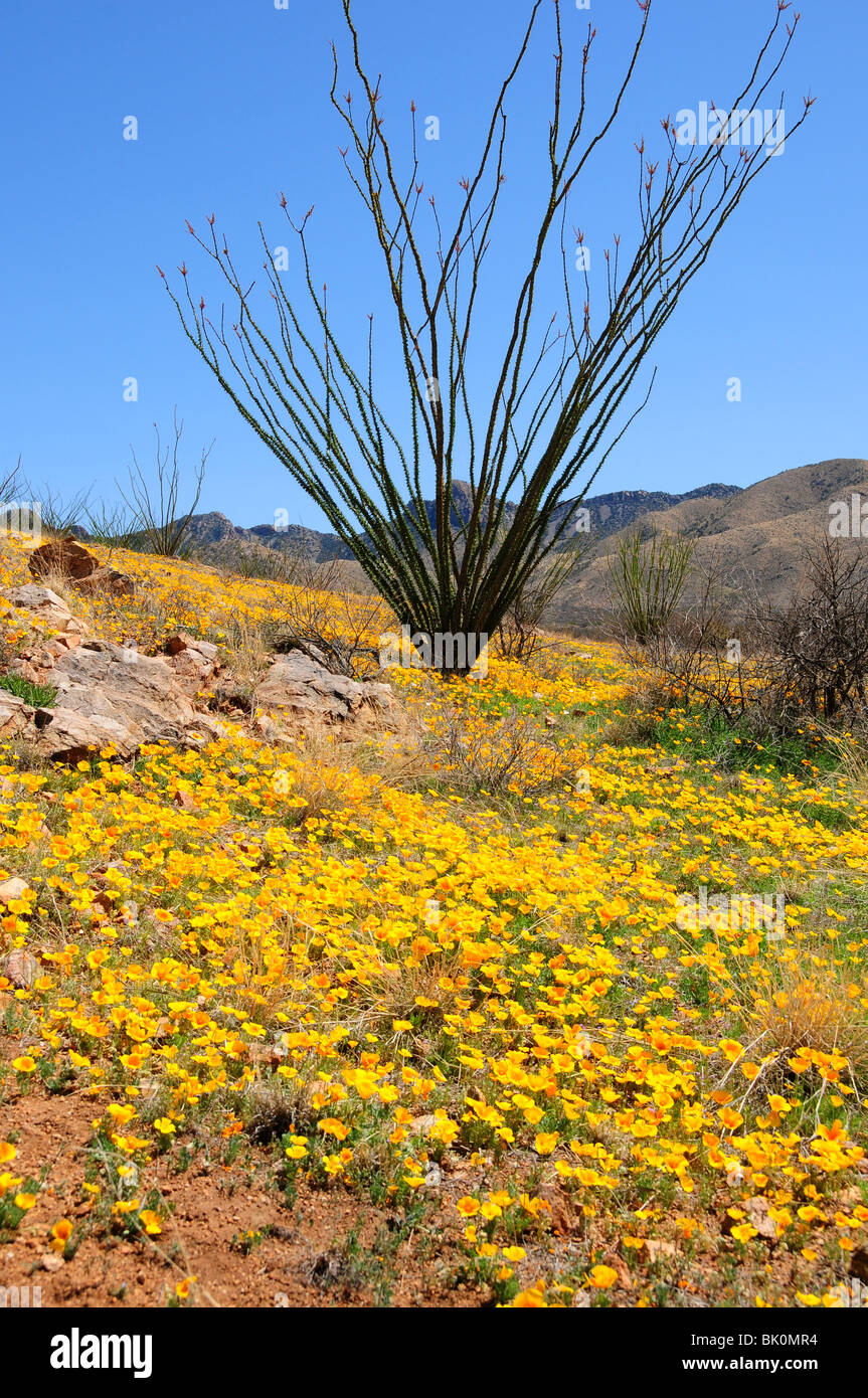 Papaveri messicano, (Argemone mexicana), crescere ai piedi delle colline di Santa Rita le montagne vicino al Green Valley, Arizona, Stati Uniti. Foto Stock