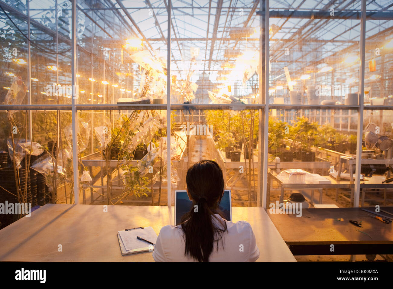 Indian scienziato che lavora nel laboratorio di serra Foto Stock