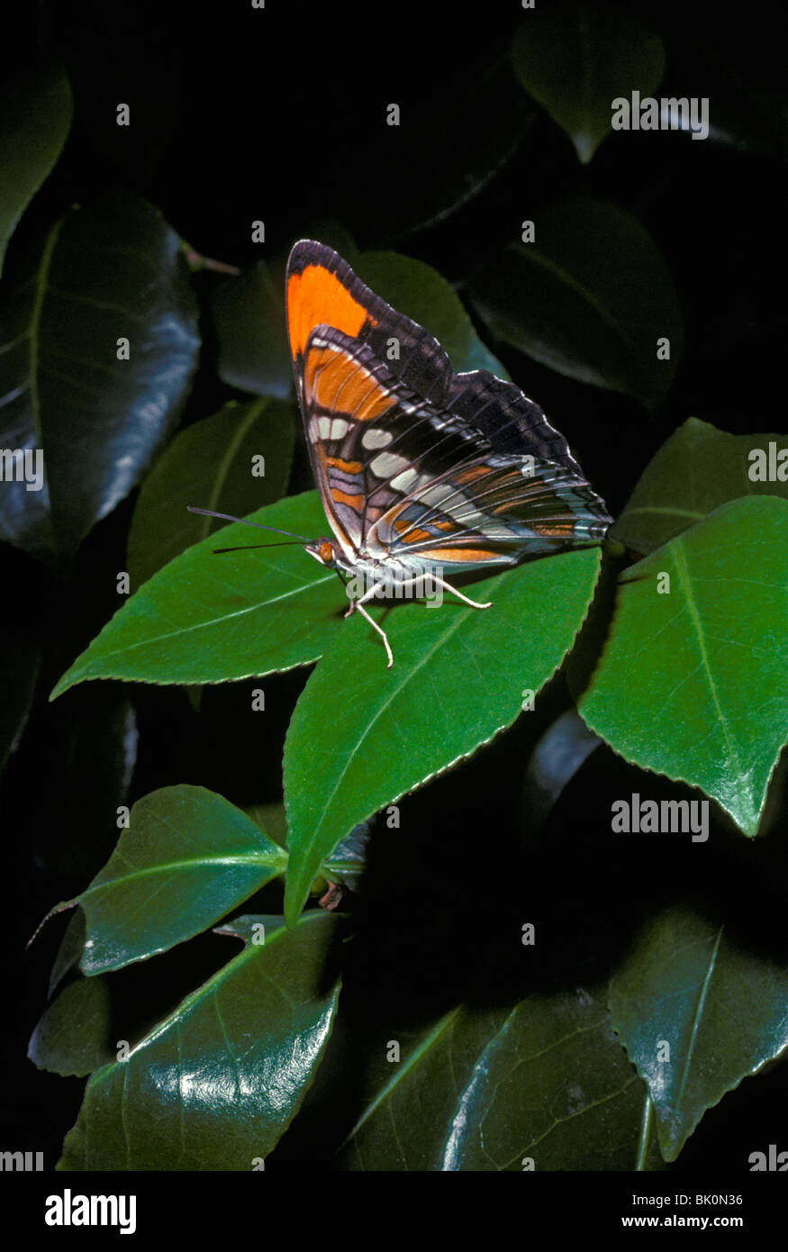 California sorella butterfly (Adelpha bredowii californica) a riposo, La Canada Flintridge, la California del sud di noi. Foto Stock