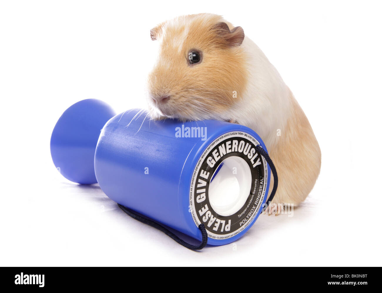 Domestico Cavia cavia porcellus singolo adulto in appoggio sulla carità cassetta di raccolta Studio, REGNO UNITO Foto Stock