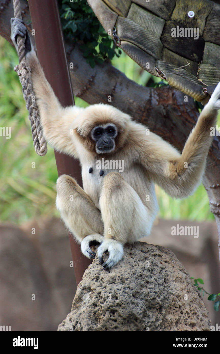 Singola bianco consegnato gibbone seduto in un albero verticale Foto Stock