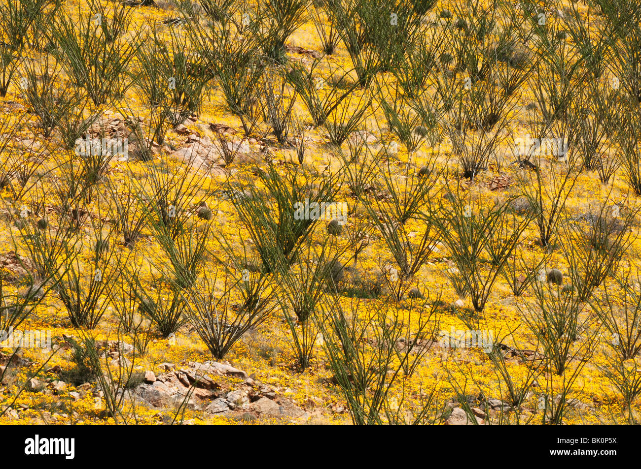 Papaveri messicano, (Argemone mexicana), crescere ai piedi delle colline di Santa Rita le montagne vicino al Green Valley, Arizona, Stati Uniti. Foto Stock