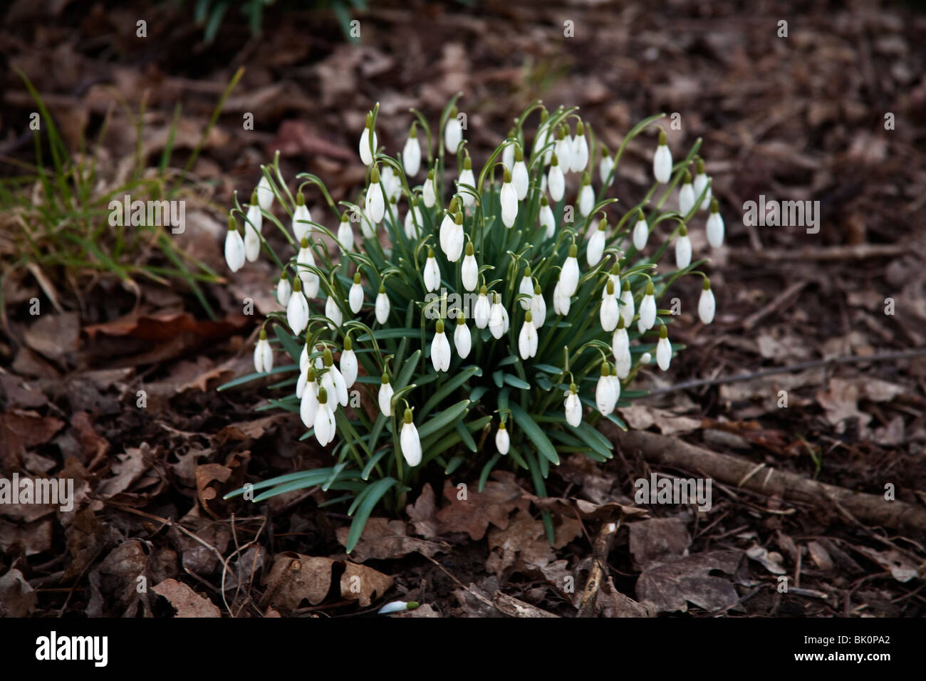 Snowdrops (galanthus), Hampshire, Inghilterra. Foto Stock