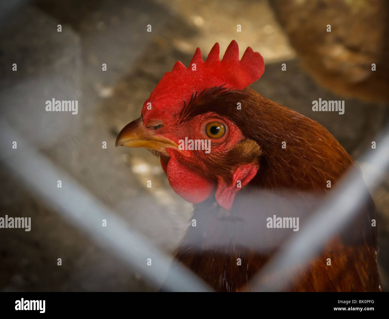 La Rhode Island red pollo in gabbia, famiglia casa residenziale ubicazione, Seattle, Washington Foto Stock
