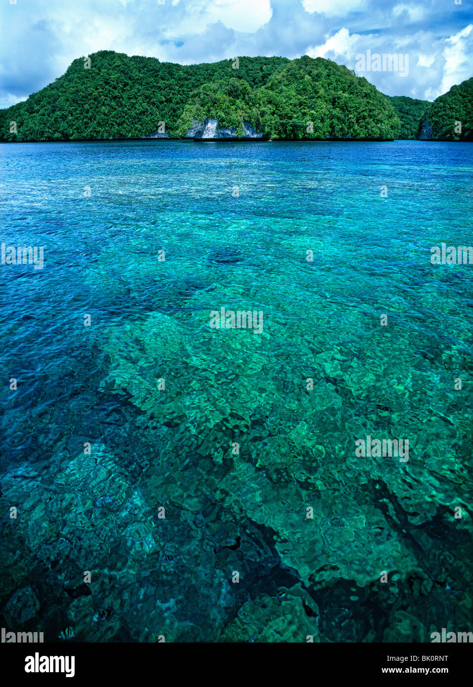 Coral reef, riserva marina, Rock Islands, Palau Foto Stock