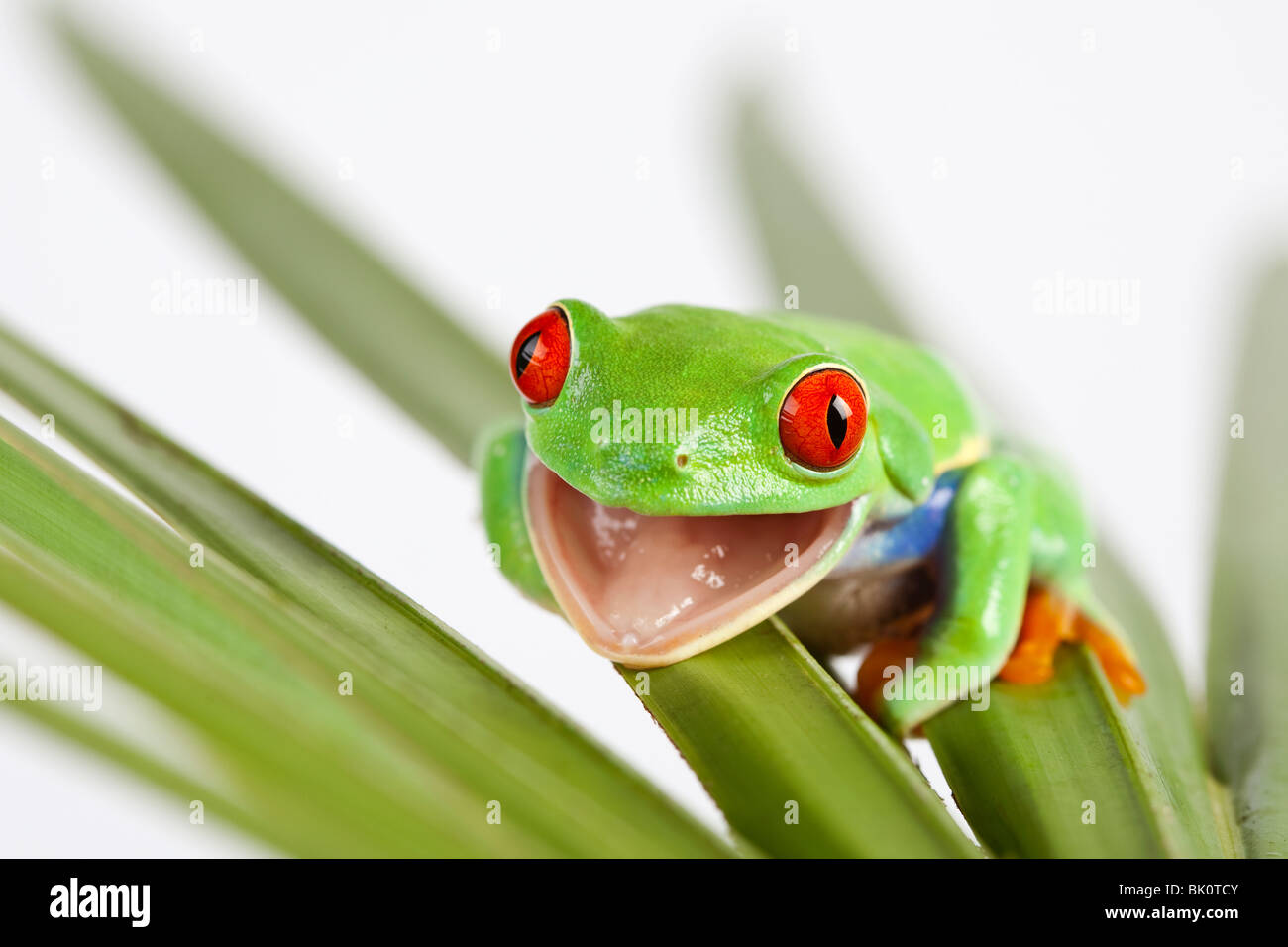 Con gli occhi rossi raganella seduta sulla foglia verde Foto Stock