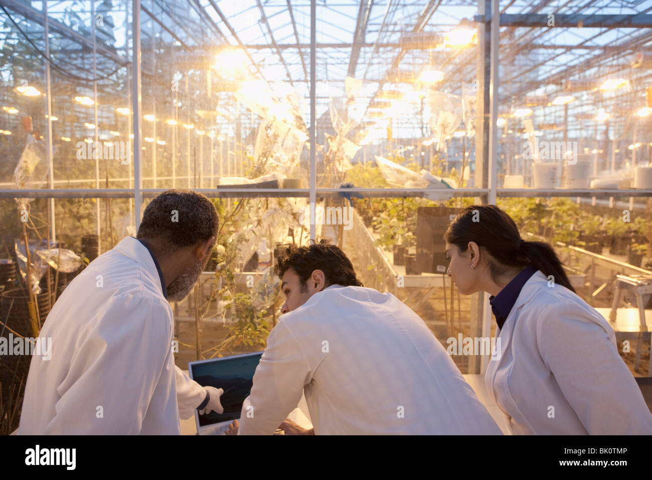 Gli scienziati che lavorano nel laboratorio di serra Foto Stock