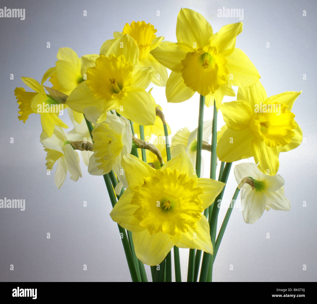 Un mazzetto di primavera narcisi. Foto Stock