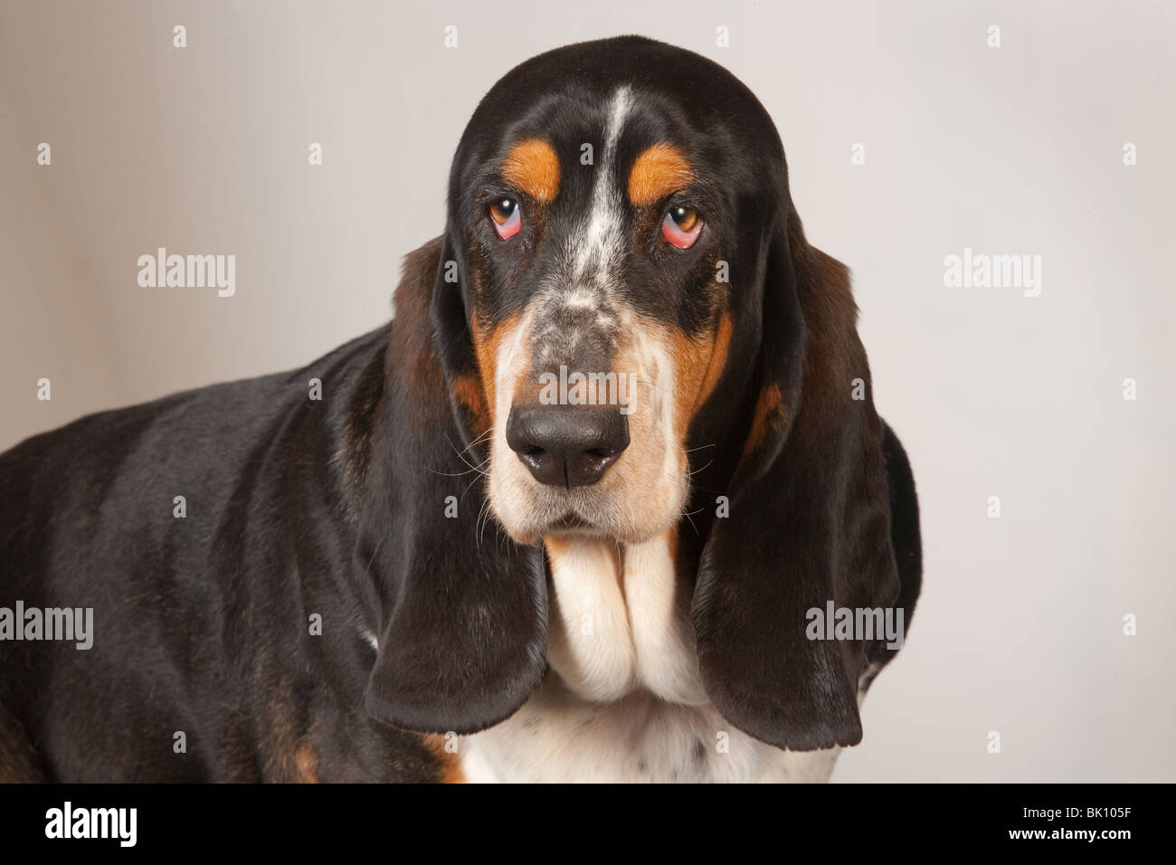 Ritratto di Basset Hound in ambiente domestico Foto Stock