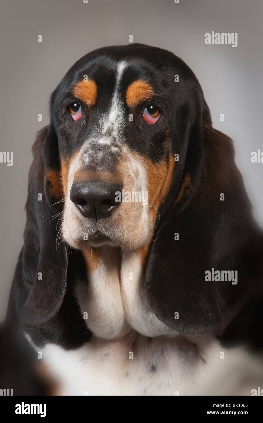 Ritratto di Basset Hound in ambiente domestico Foto Stock