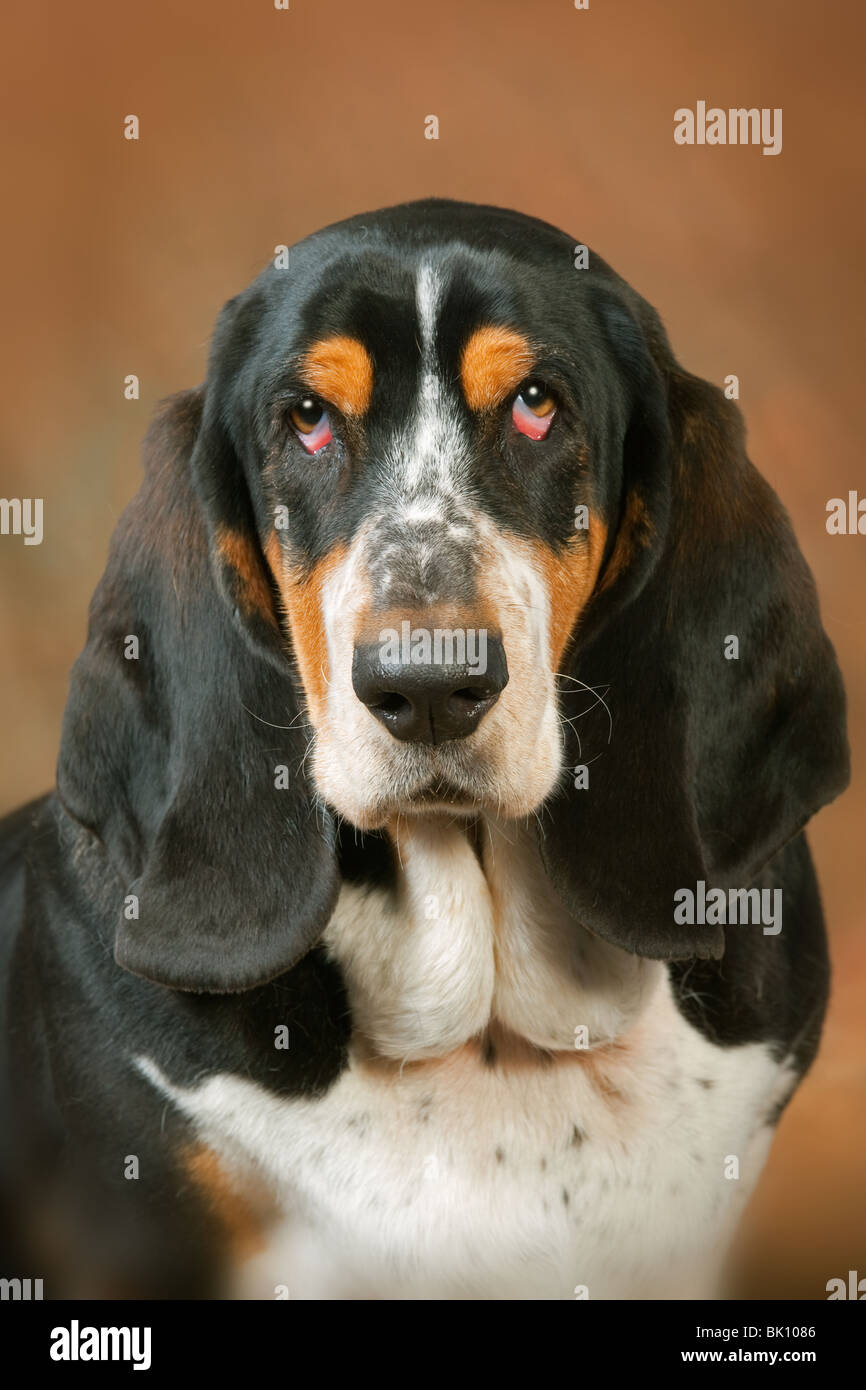 Ritratto di Basset Hound in ambiente domestico Foto Stock
