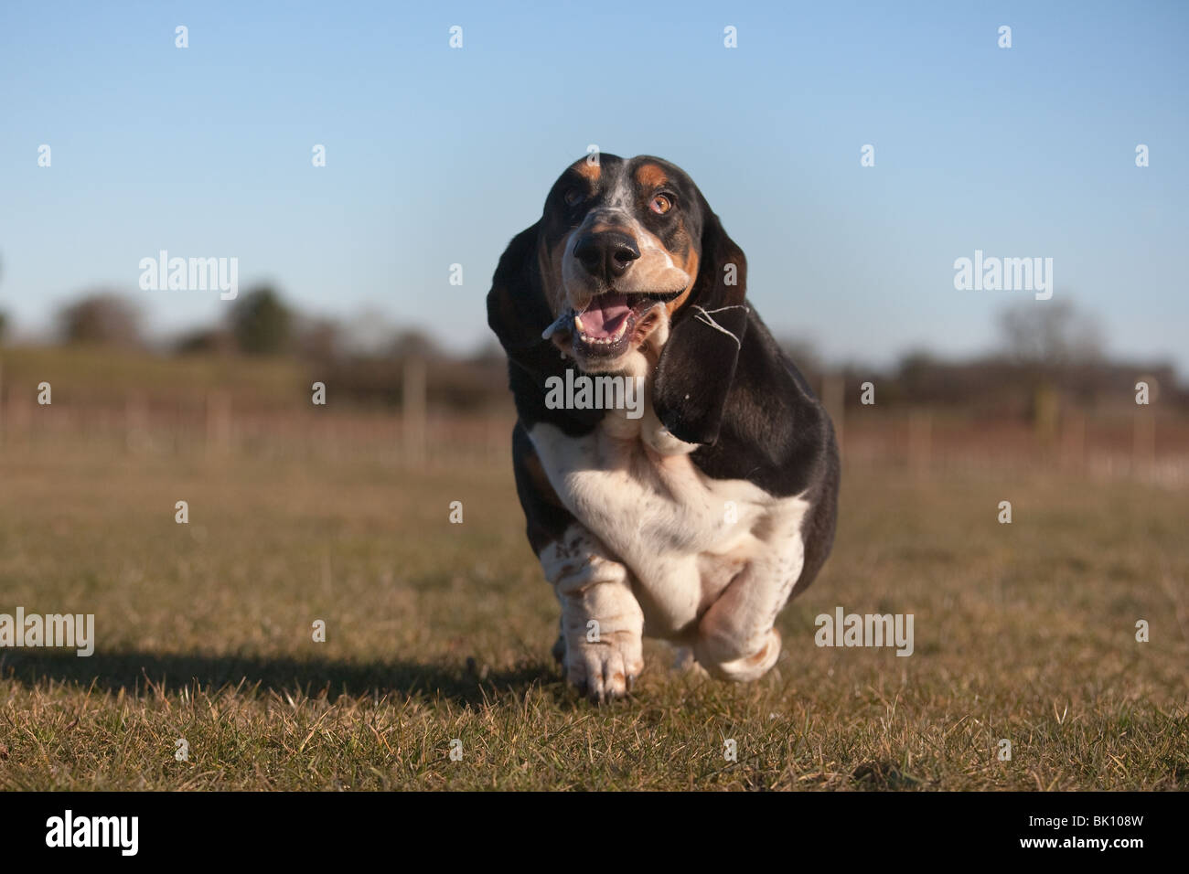 Ritratto di Basset Hound in ambiente domestico Foto Stock