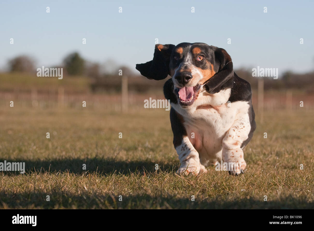 Ritratto di Basset Hound in ambiente domestico Foto Stock