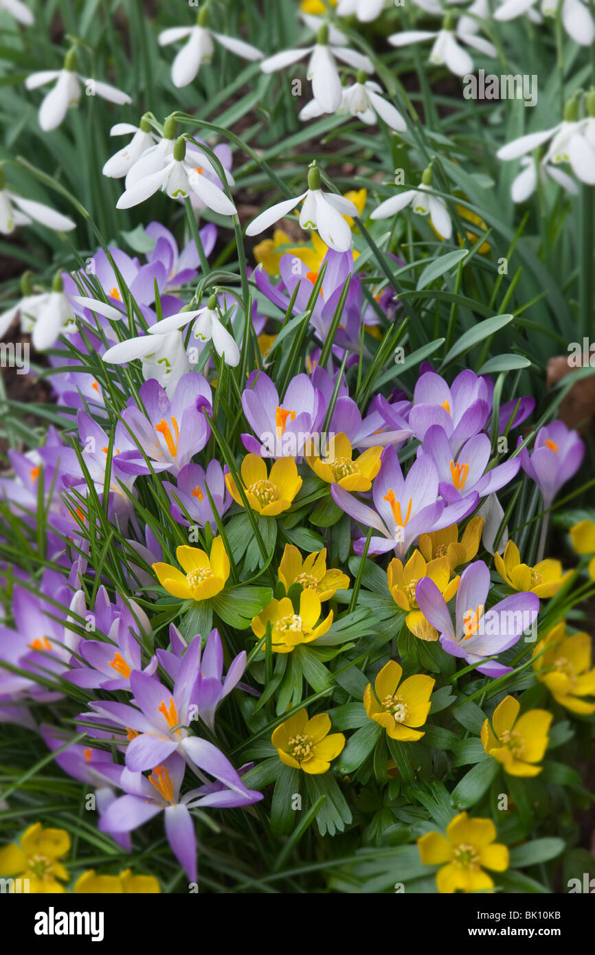 Bucaneve Crocus e aconiti invernali nel giardino di primavera nei primi raggi del sole Foto Stock