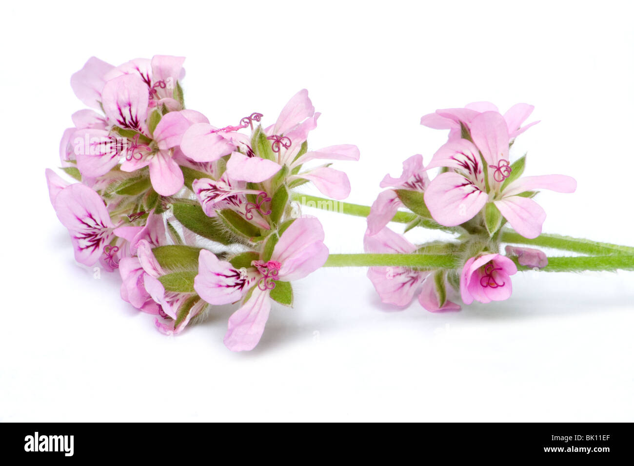 Pelargonium graveolens Foto Stock