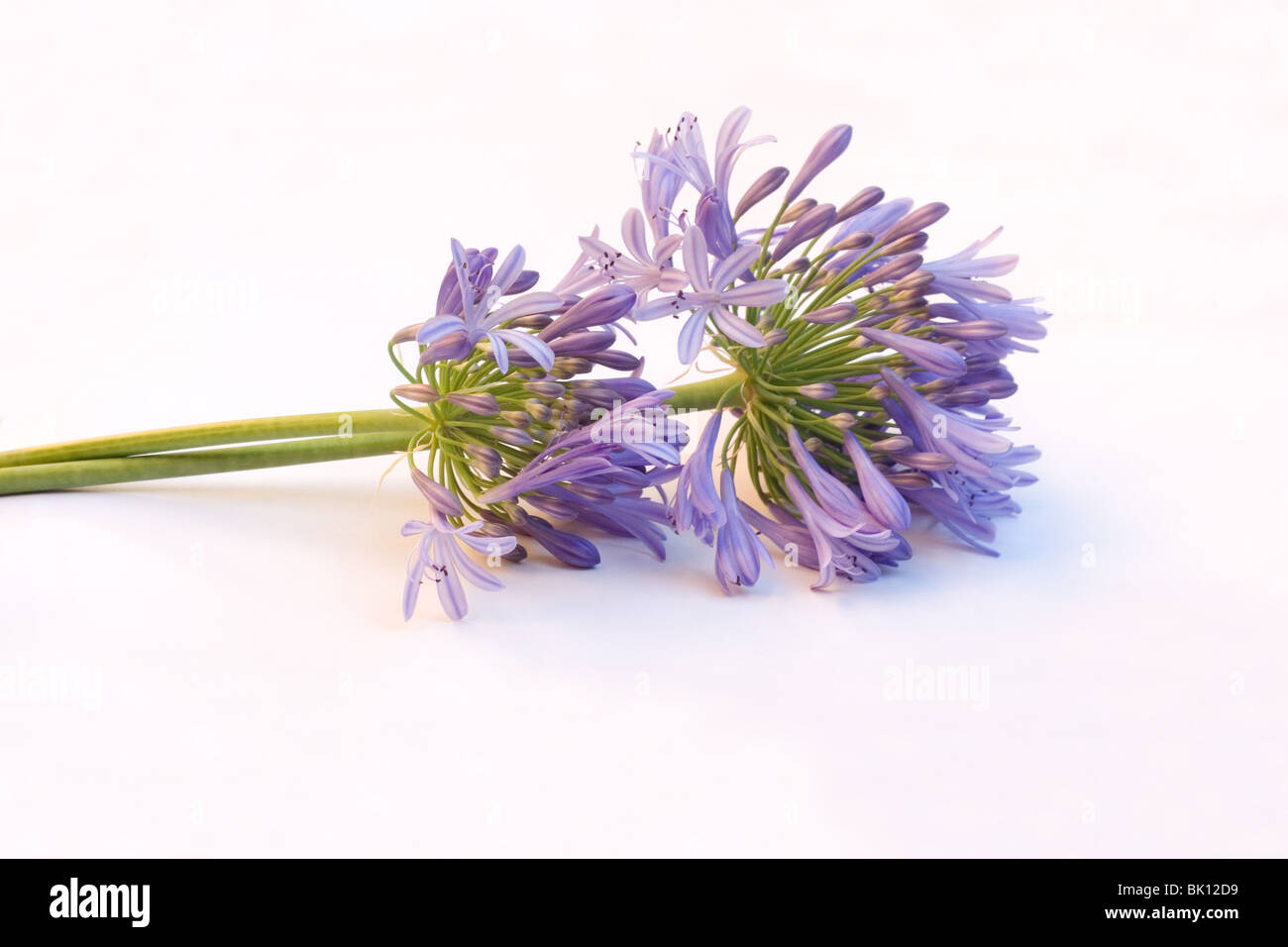 Agapanthus fiori su sfondo bianco Foto Stock