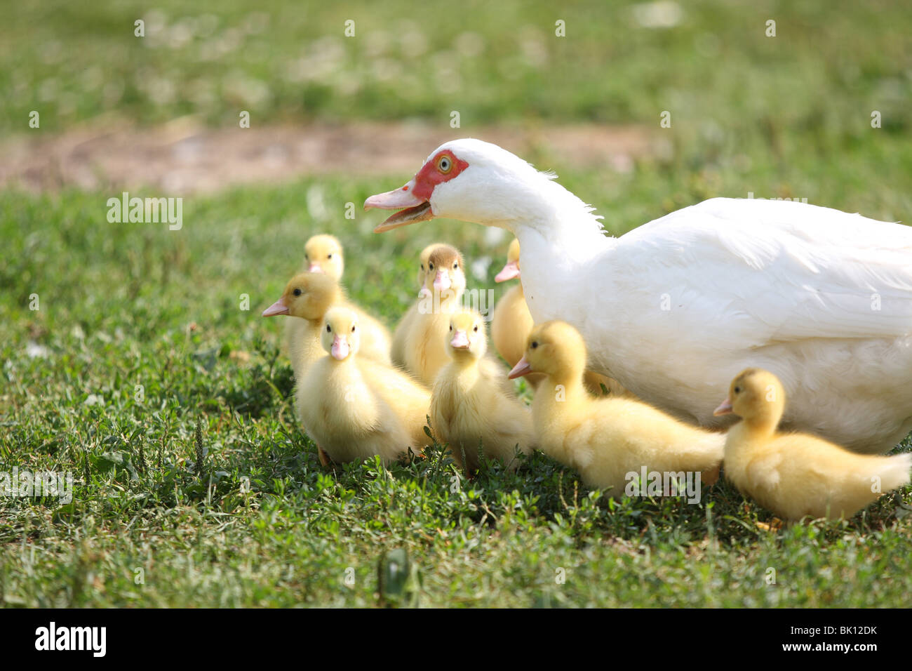 Anatre di Muscovy Foto Stock